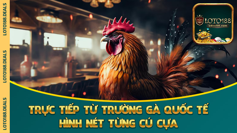Trực tiếp từ trường gà quốc tế – hình nét từng cú cựa
