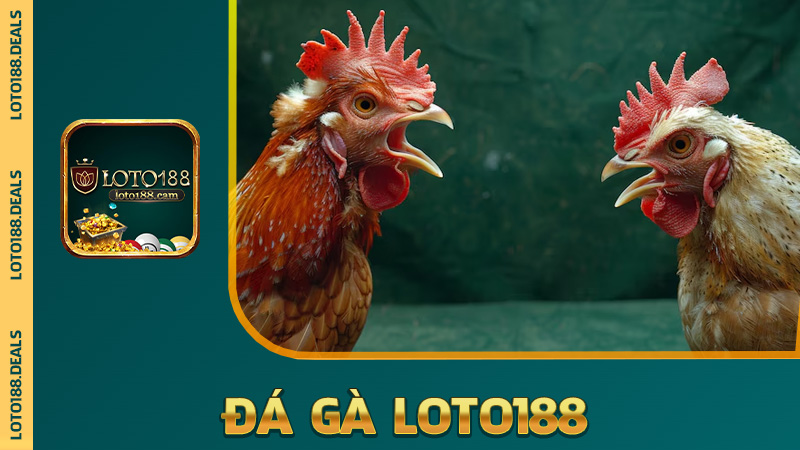 Đá gà Loto188 – Xem gà đá sung như uống Red Bull, cược là nóng tay